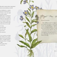 The Way of the Wildflower